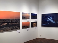 鯨写真展.JPG