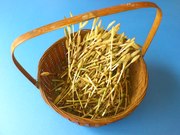 土筆2.jpg